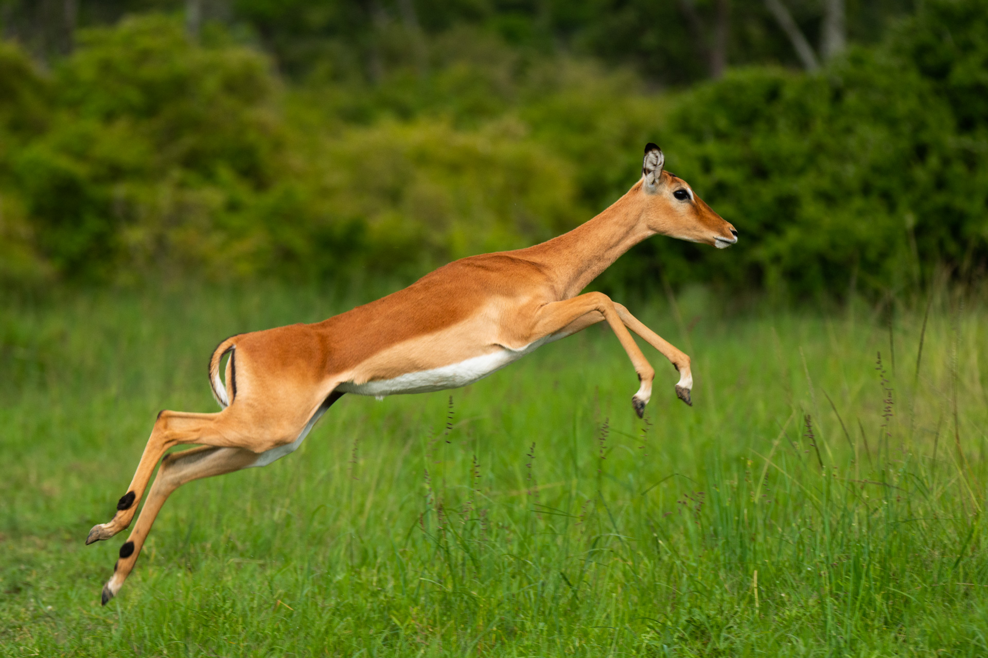 Impala jump