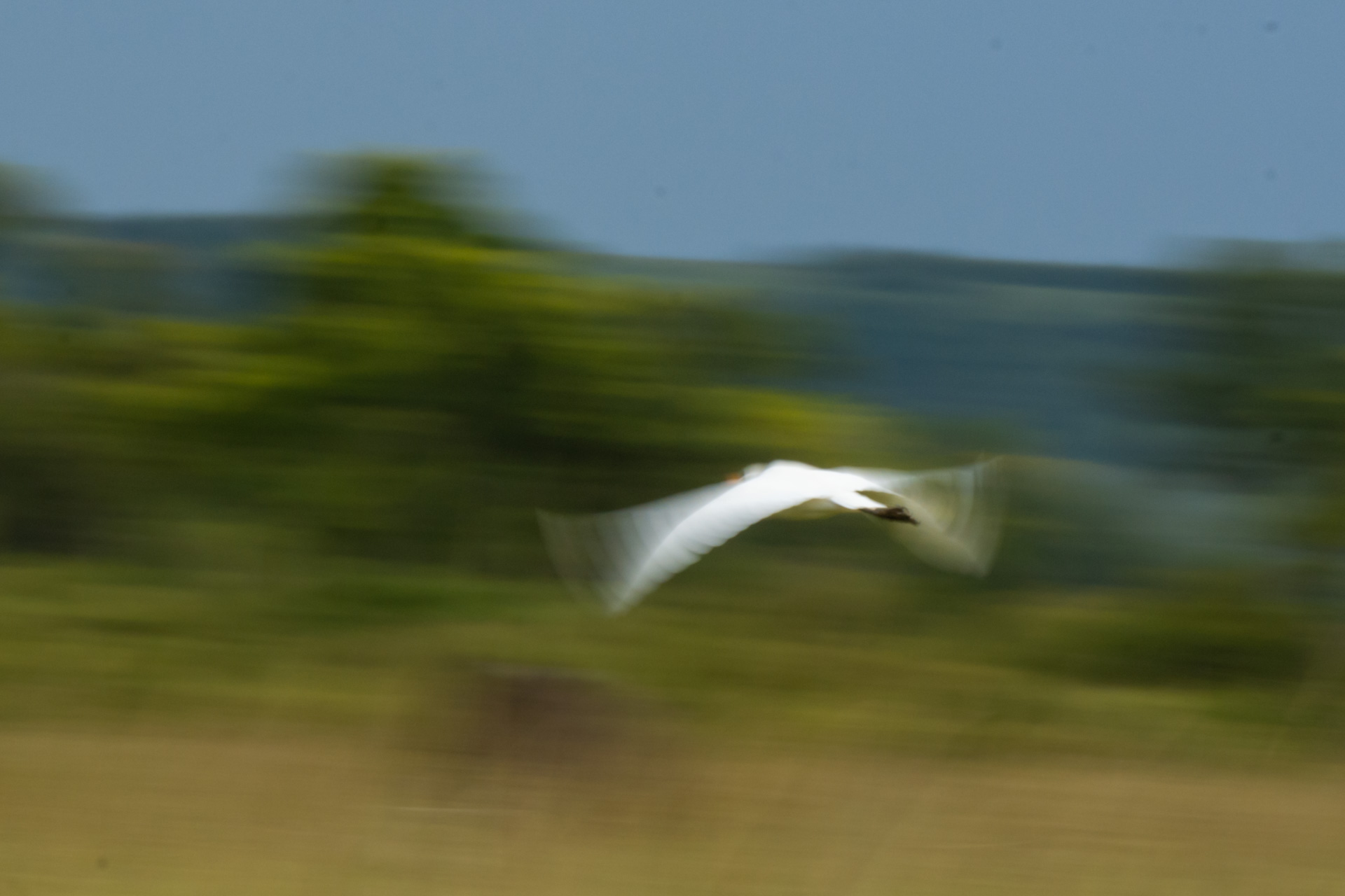 flying egret