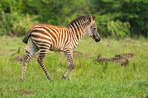 A baby zebra with an almost entirely black face