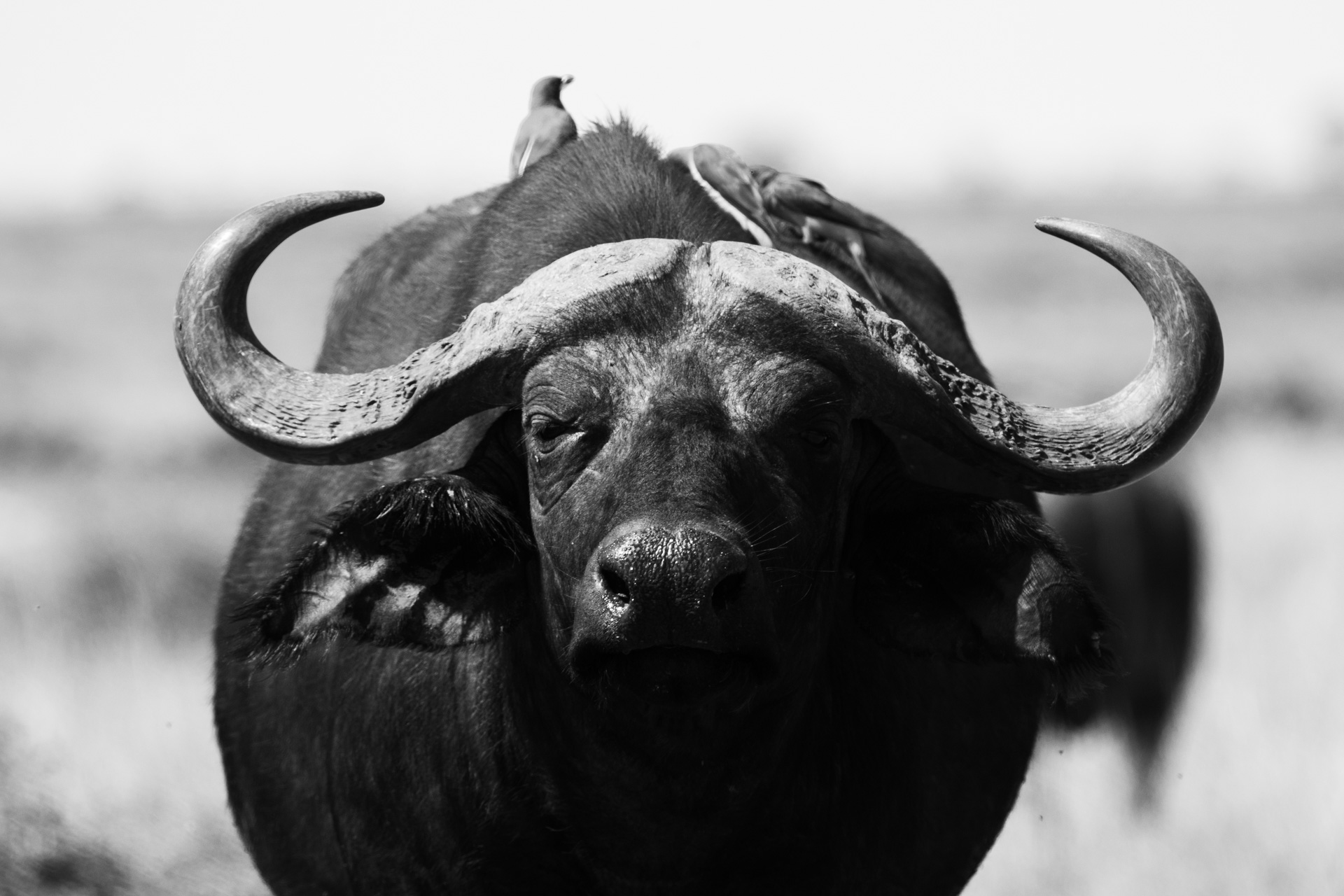 buffalo black and white