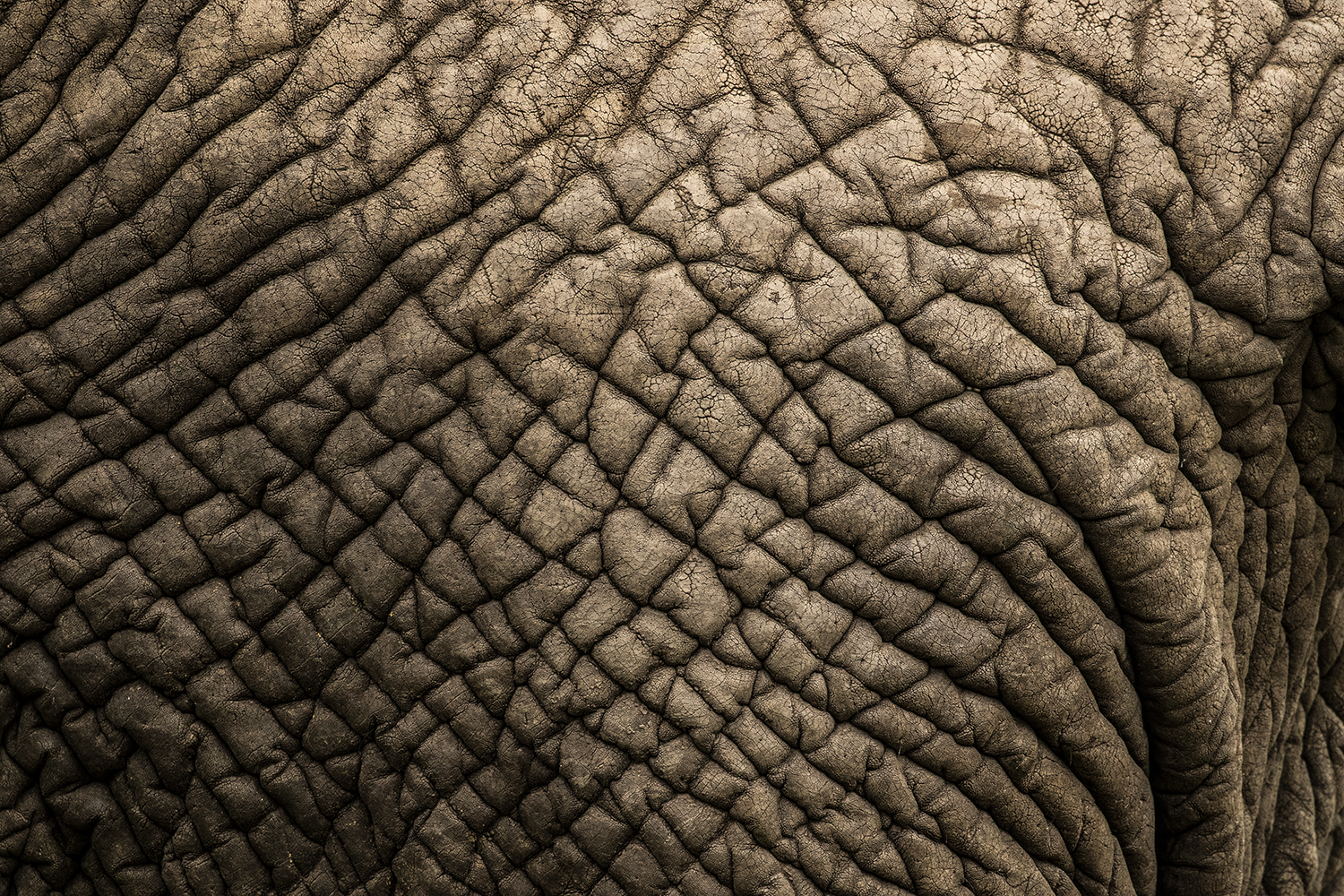 Elephant Skin