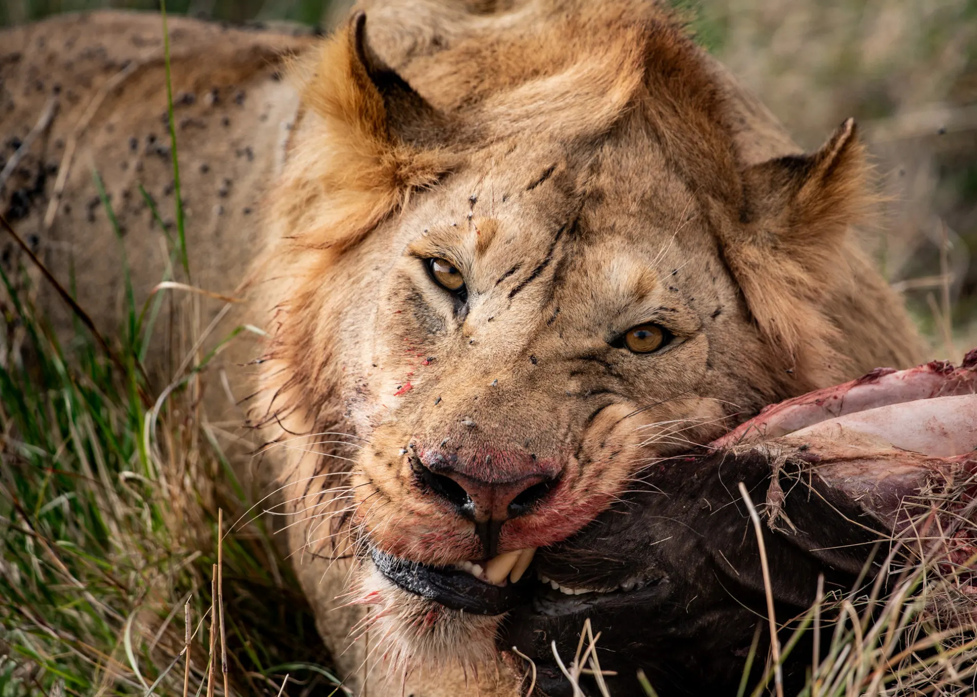 Lion feeding