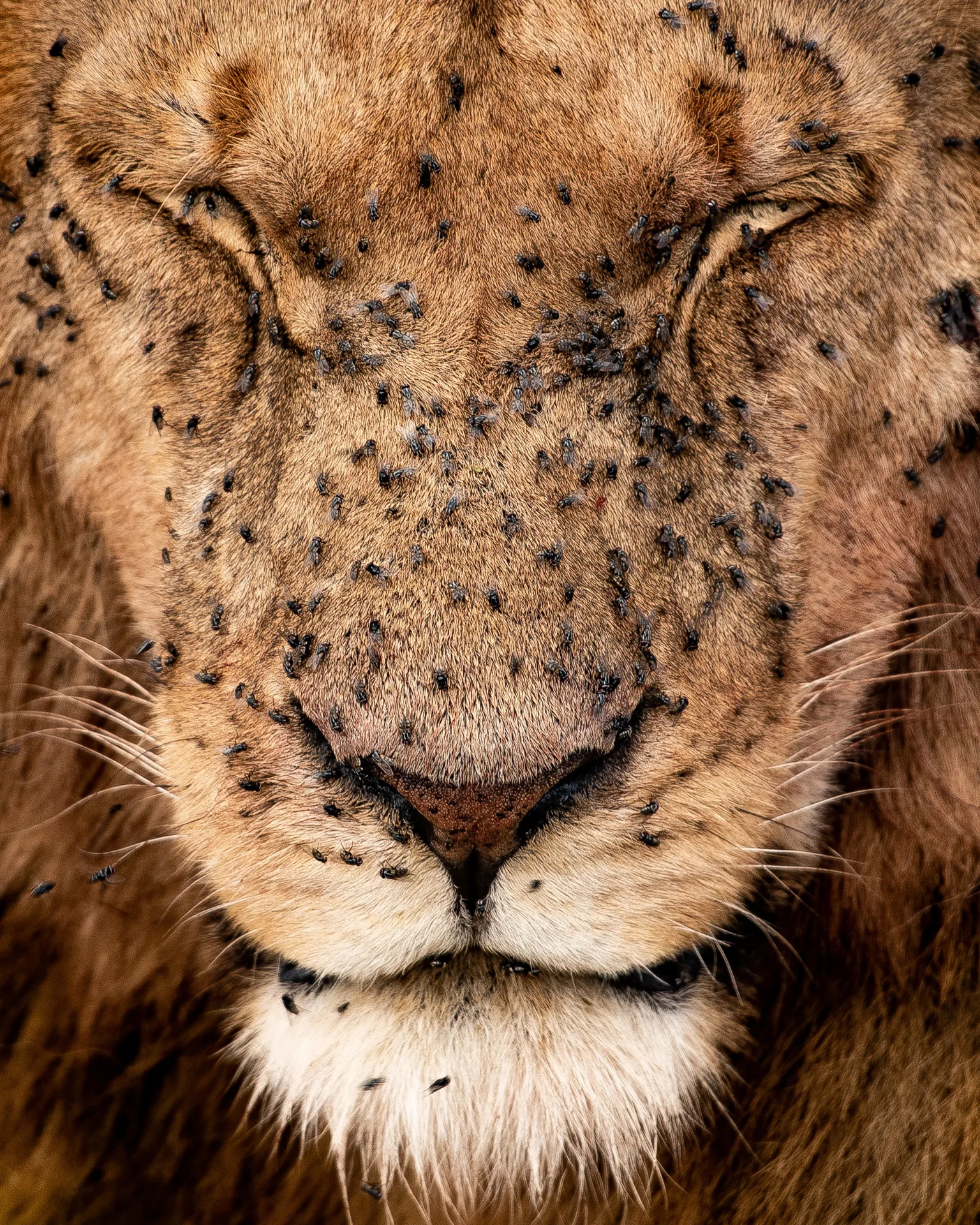 Lion Portrait2
