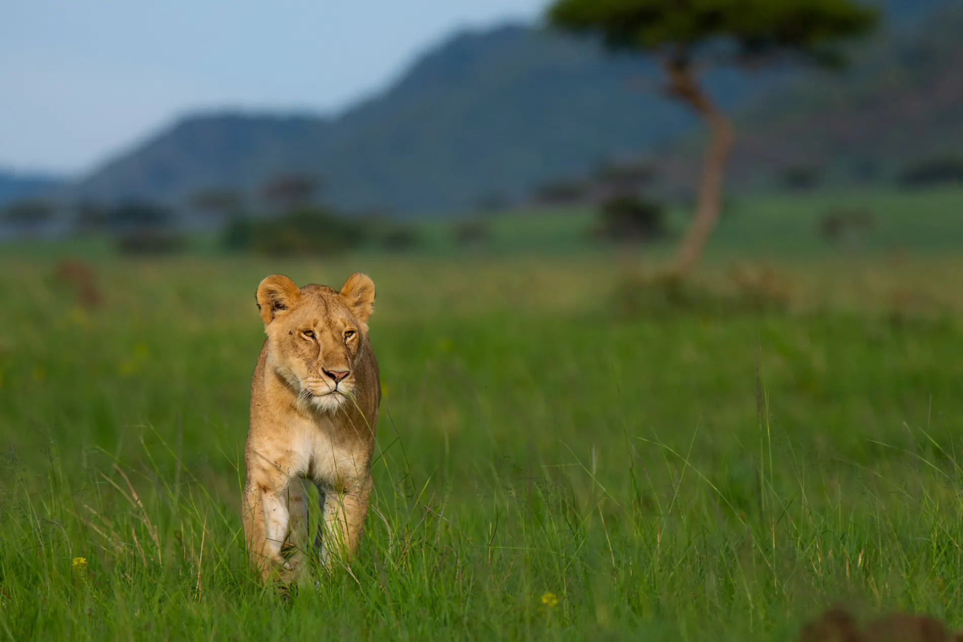 Lioness in grass