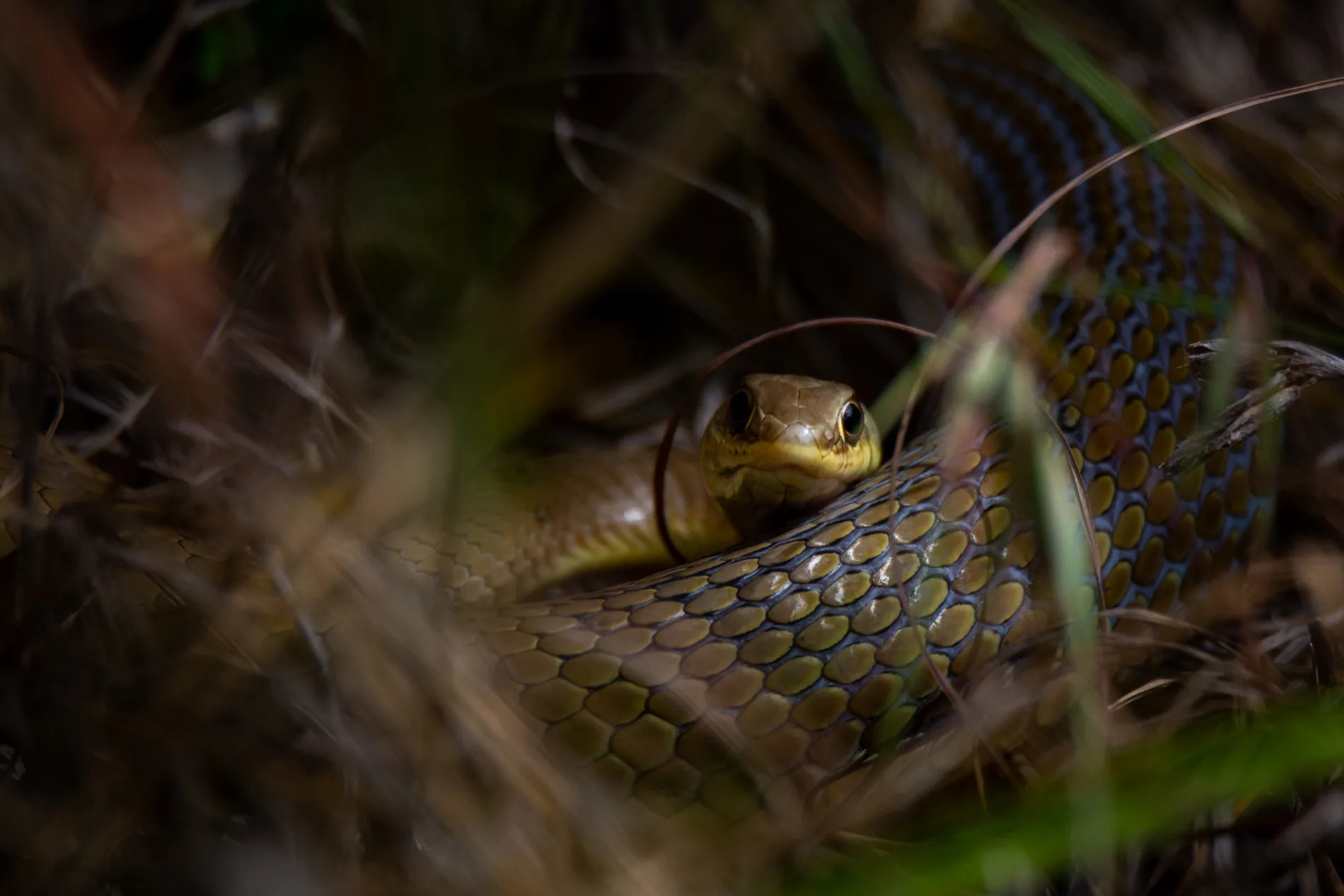 Olive Grass Snake