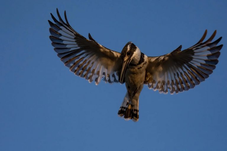 Pied Kingfisher