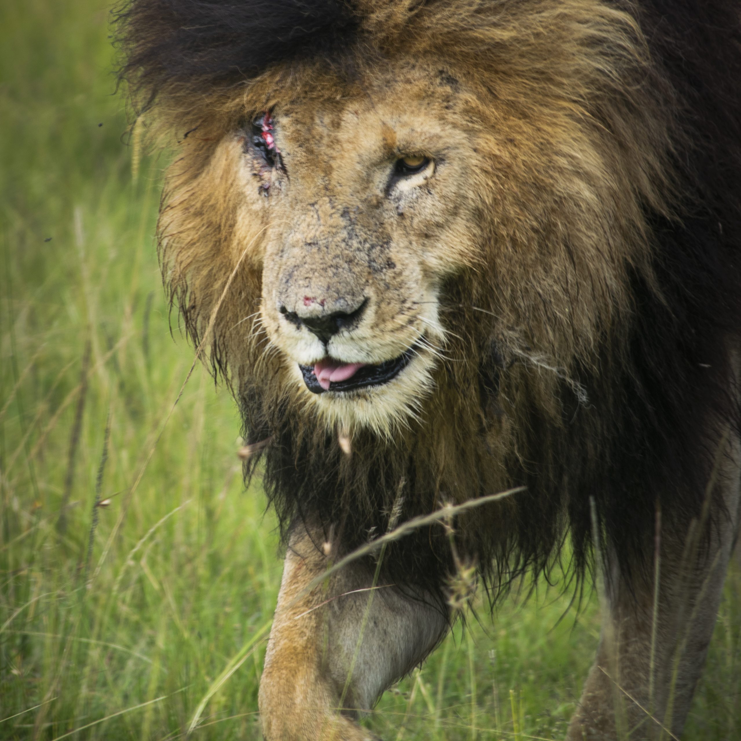 Scar legendary lion maasai mara