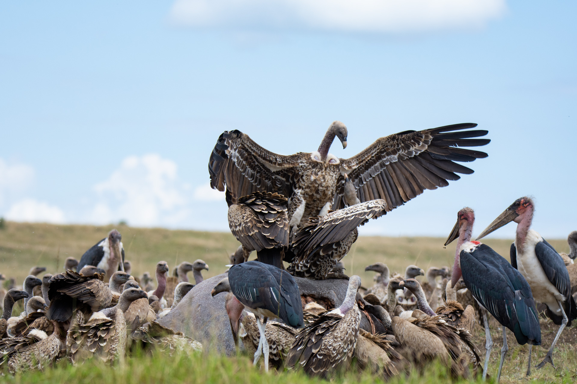 Vultures