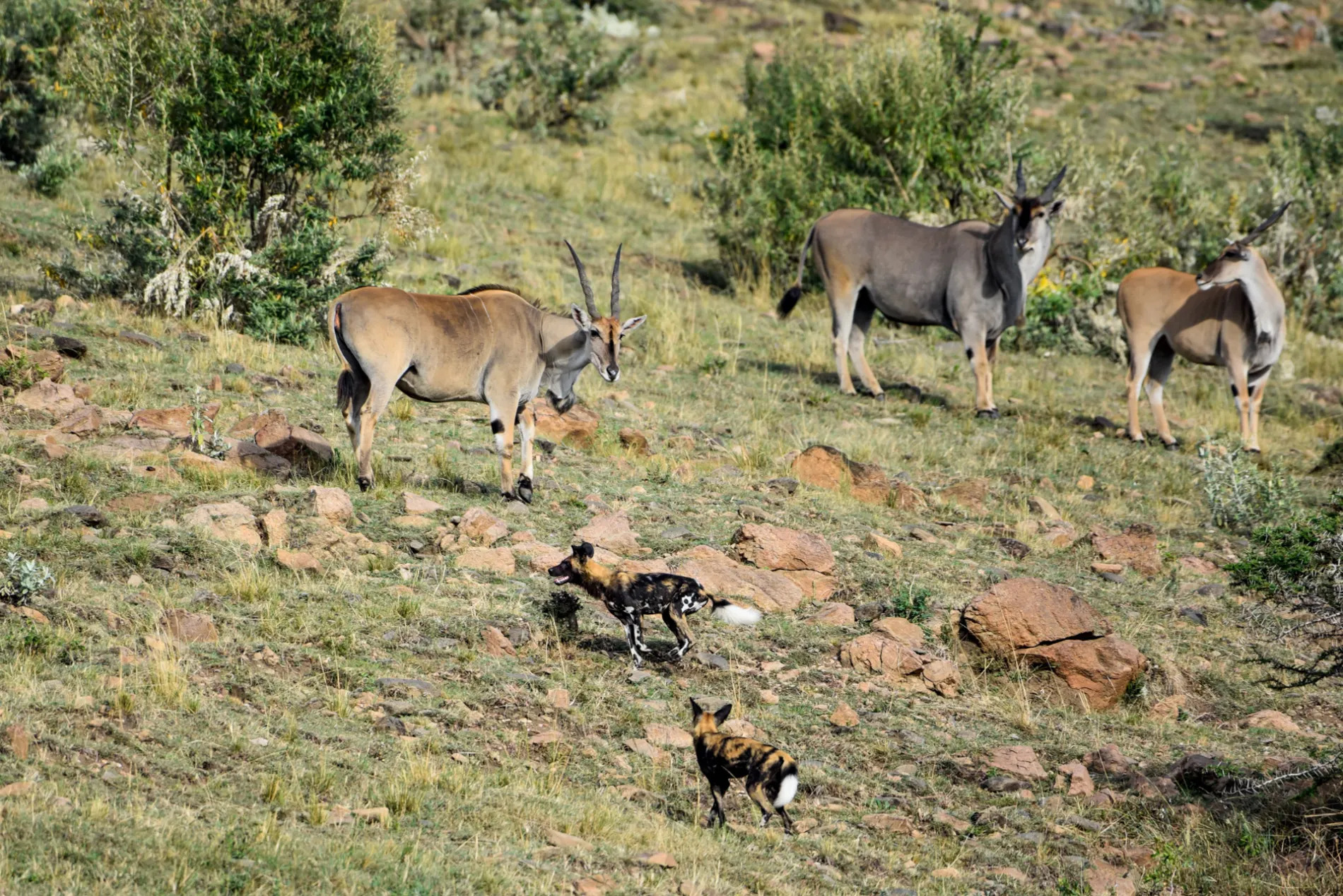 Wild dogs and Eland
