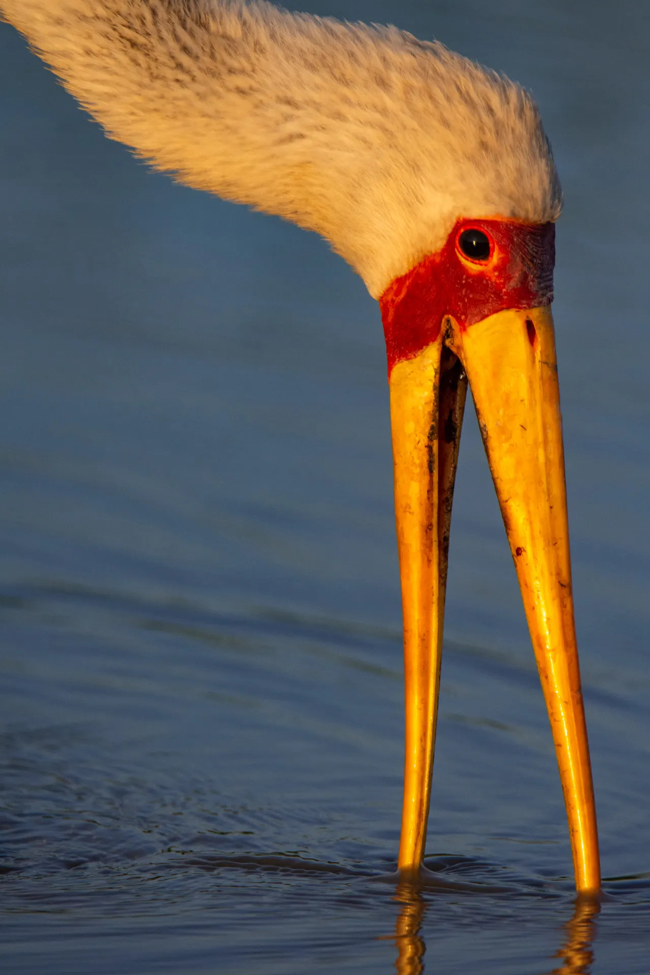 Yellow Biled Stork