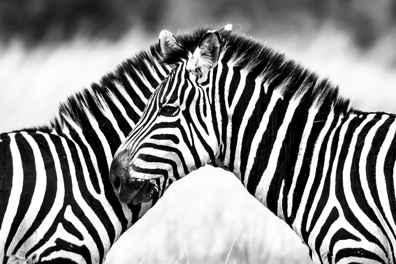 Zebra Abstract maasai Mara