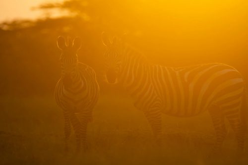 Zebra in the golden hour glow