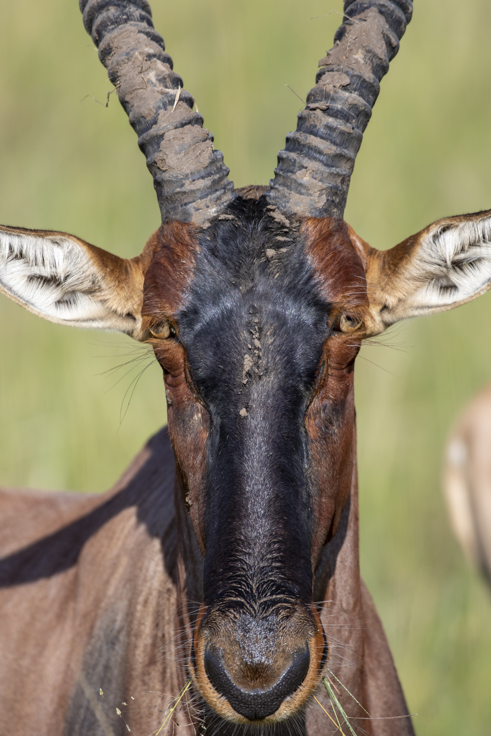 TOPI PORTRAIT