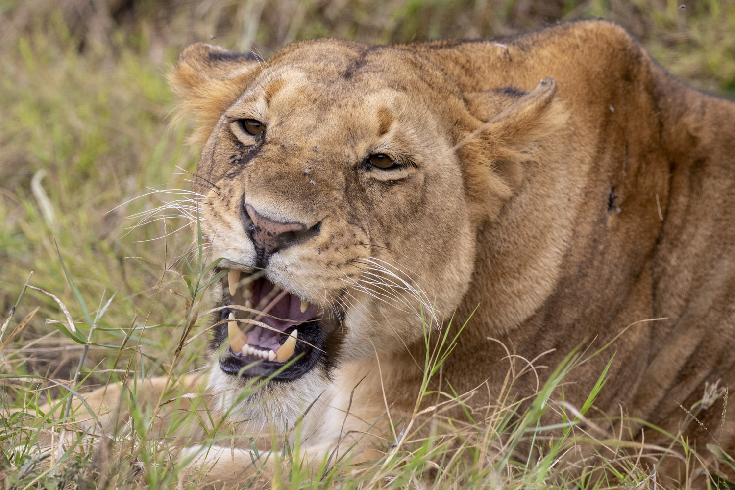 Lioness eating Grass