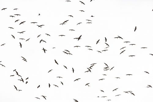 Storks in flight – Adam Bannister