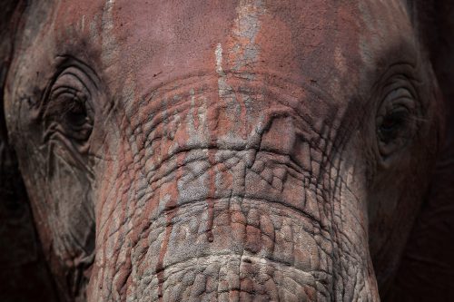 Elephant after a mud bath – Adam Bannister