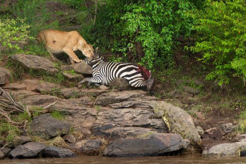 Zebra, lion and crocodile tug of war – Jeff Thige