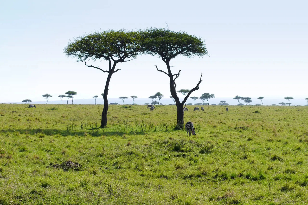 the-maasai-maras-spinning-tops