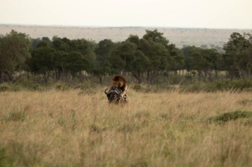 Male lion attacking a buffalo