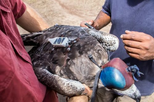 Tracking the flight of a Martial eagle