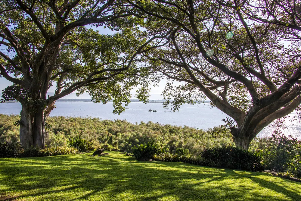 Trees on Lake Naivasha