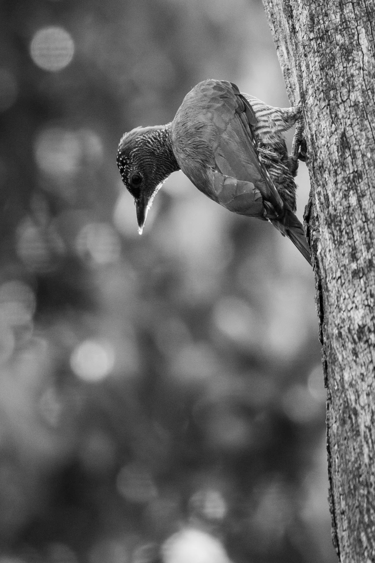 Tullberg's Woodpecker B&W