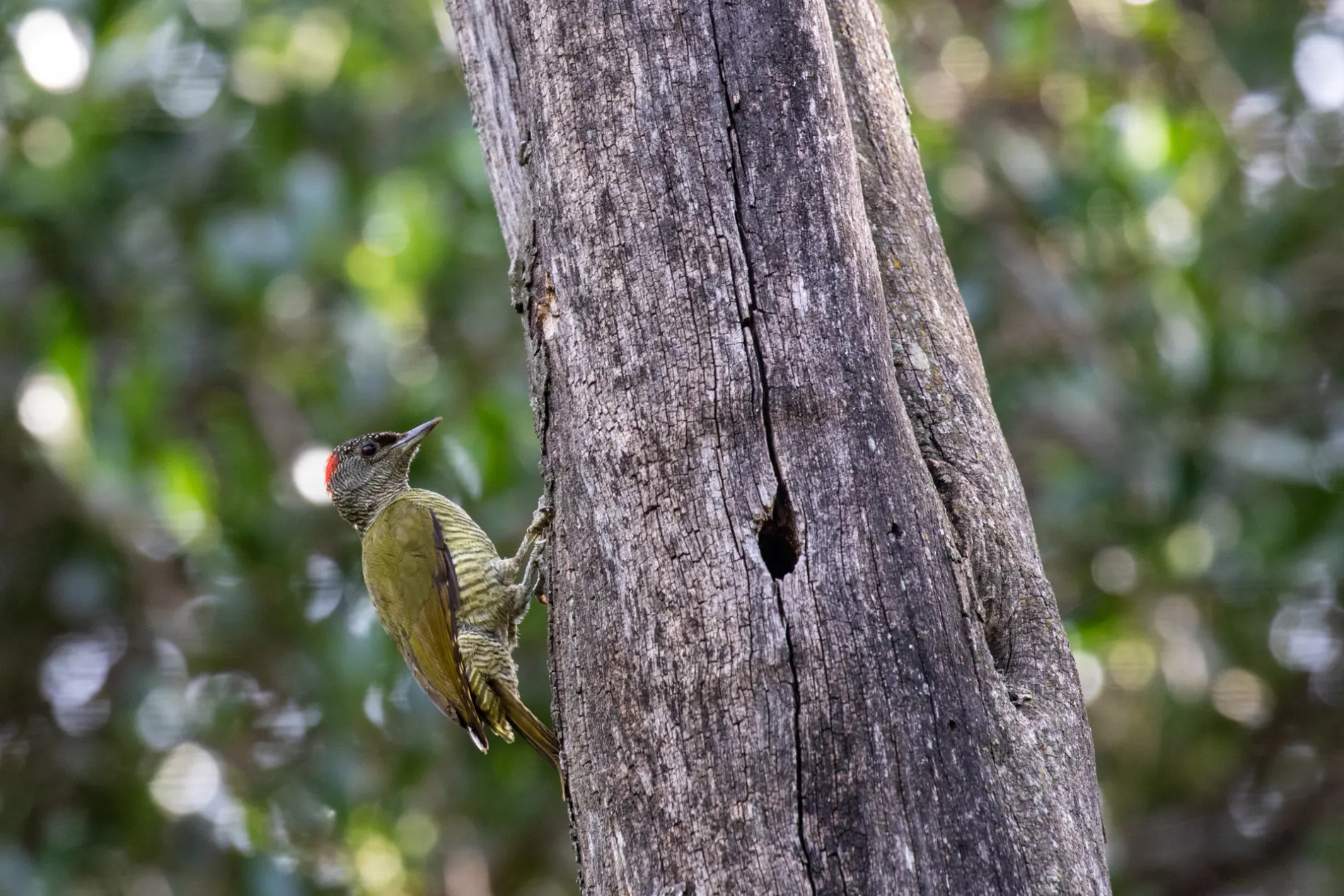 Tullberg's Woodpecker