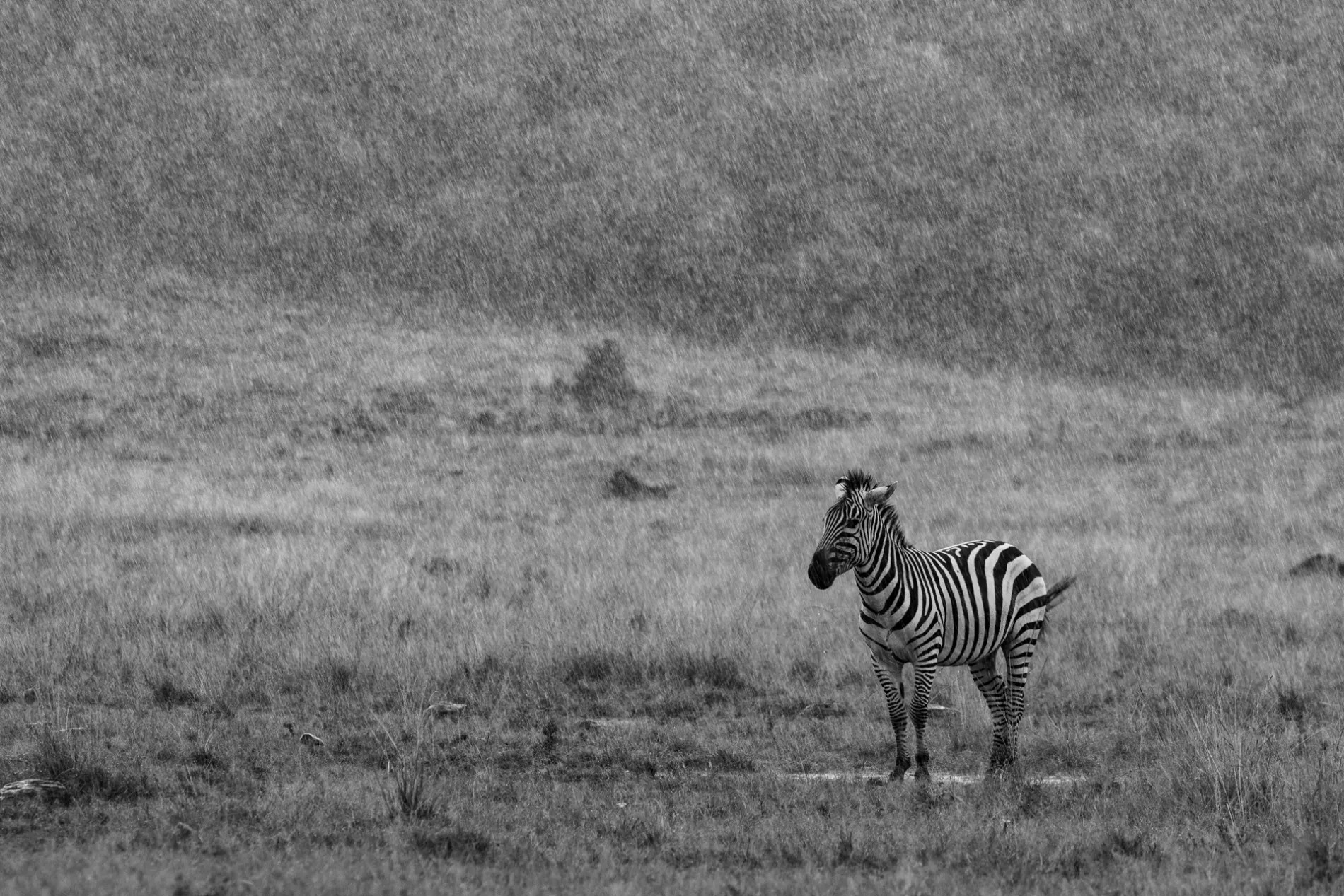 UNHAPPY ZEBRA B&W