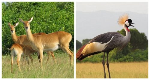 The Ugandan national animal & bird - the Ugandan Kob & grey crowned crane 