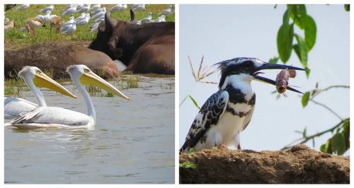 The pink-backed pelican & pied Kingfisher along the banks of the Kazinga Channel 