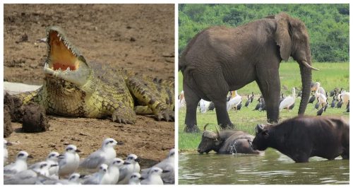 Crocodiles, ellies & buffalos joining the birds along the Kazinga Channel 