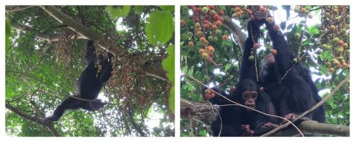 Chimps in the Kalinzu Forest