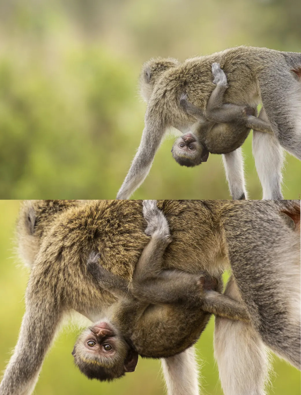 Vervet monkeys