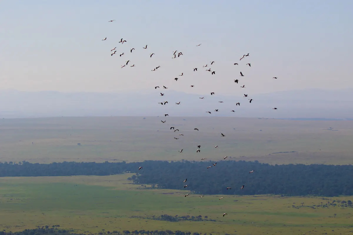 White-Storks-over-Kaburini