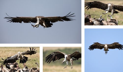 Various Ruppell’s Griffon and white-backed vultures come in to land and squabble over a wildebeest carcass