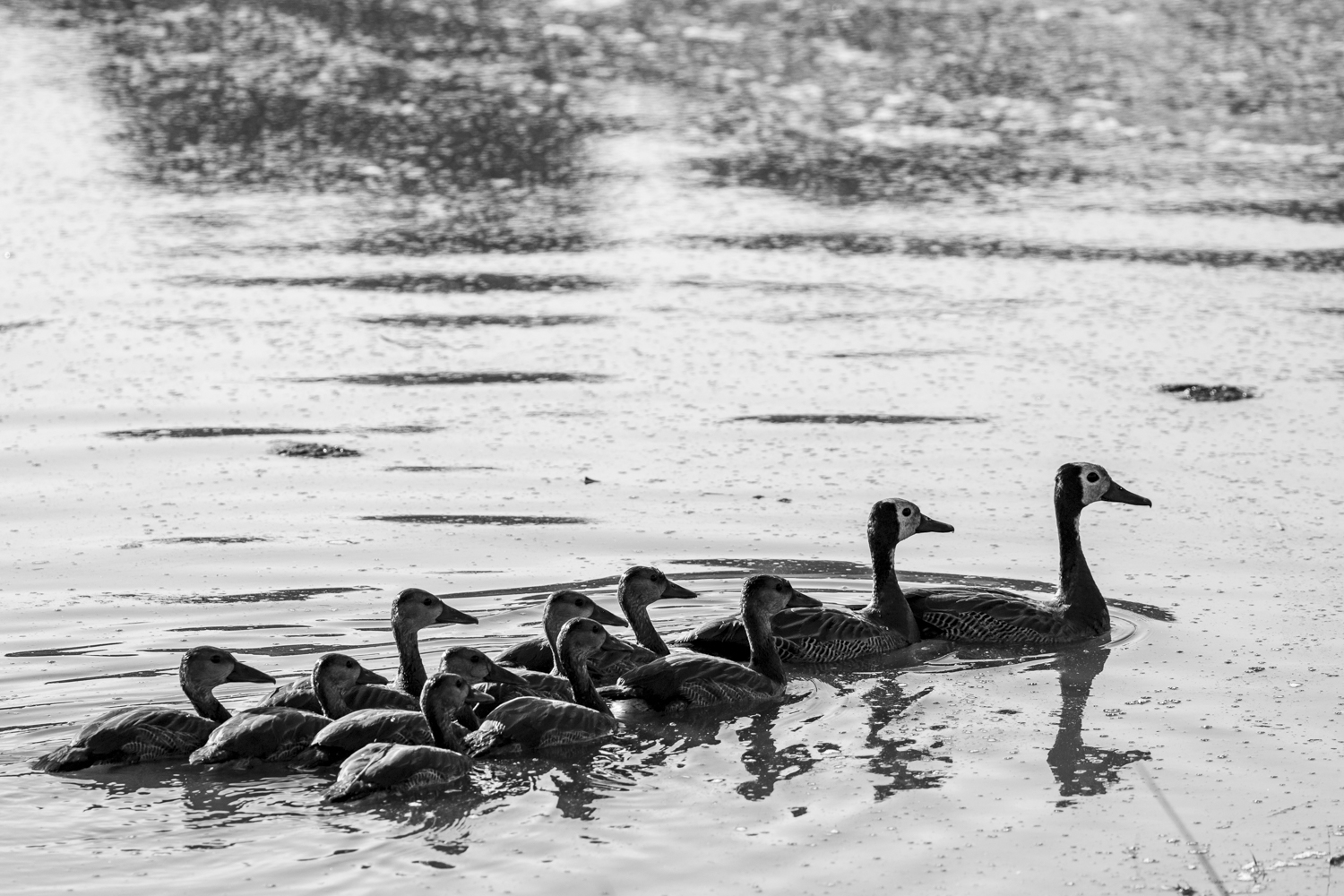 WHISTLING DUCK FAMILY