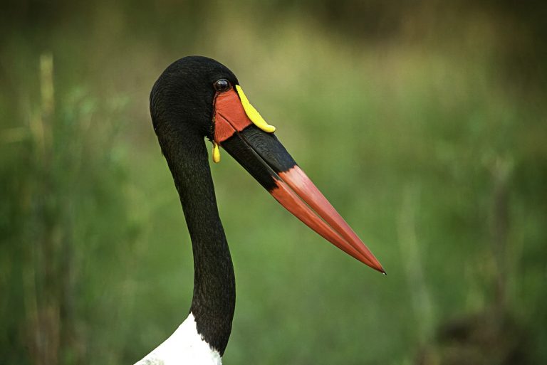 SADDLE BILLED STORK