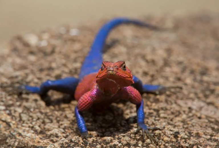 AGAMA LIZARD