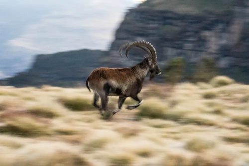 A Walia Ibex in the Simien Mountains