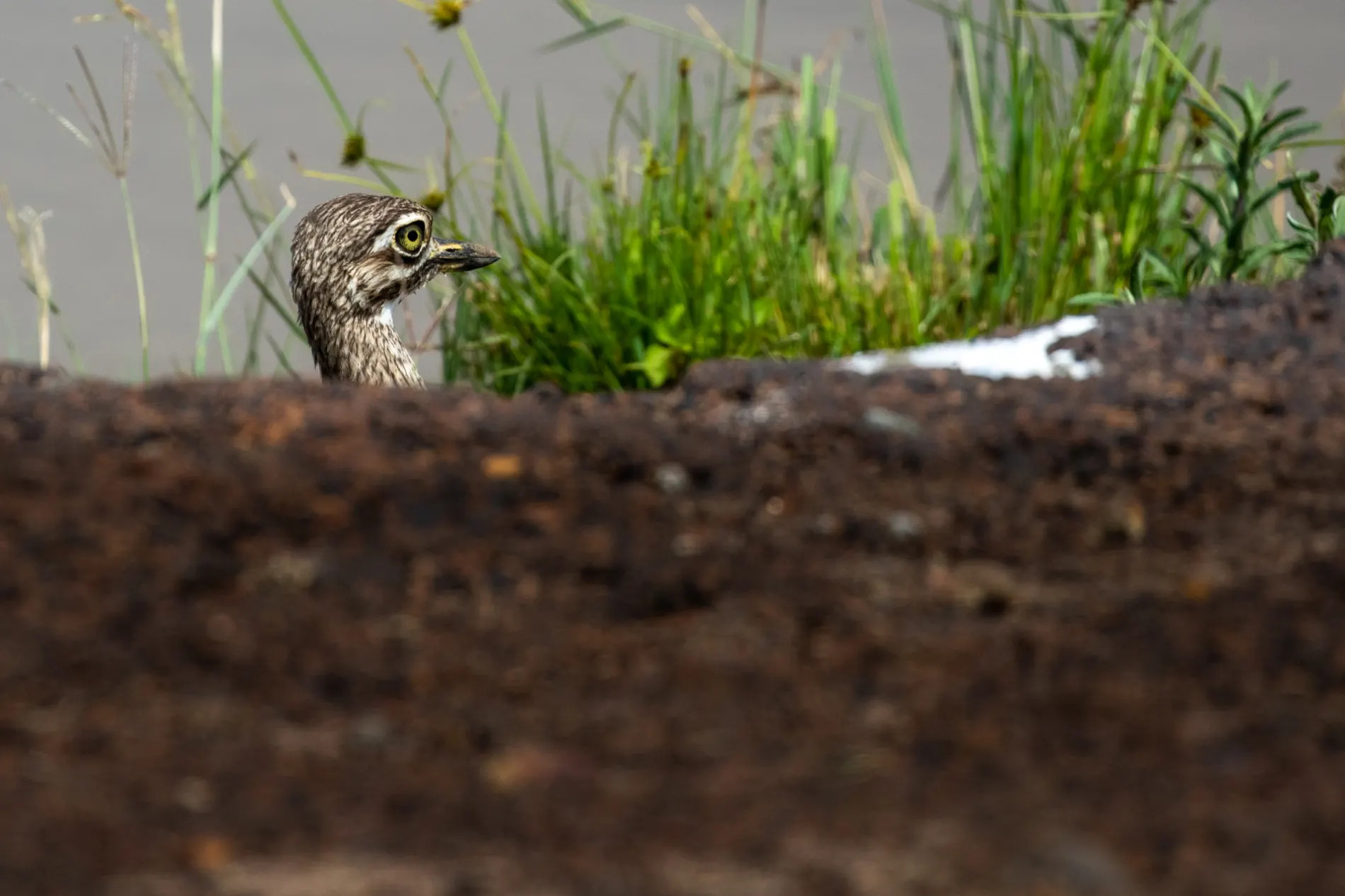 Water Thick-Knee