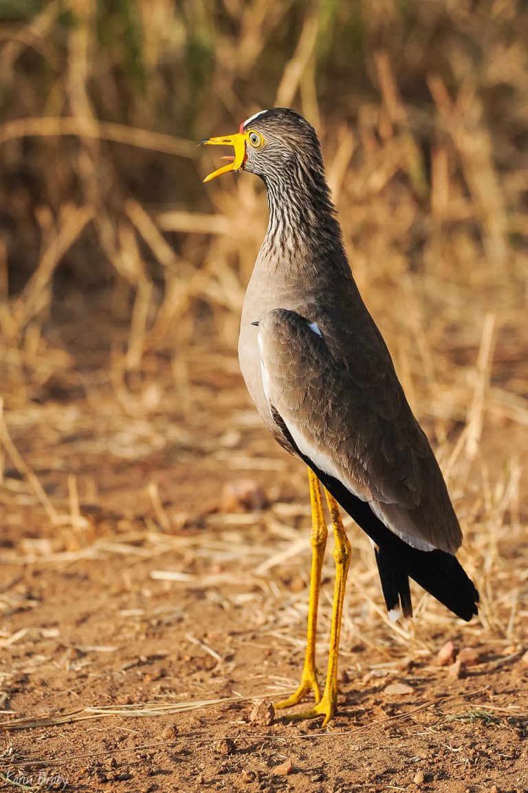 Wattled Lapwing