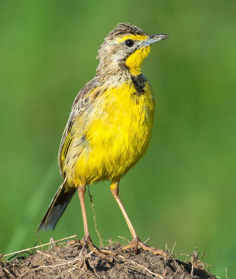 Yellow Throated Longclaw