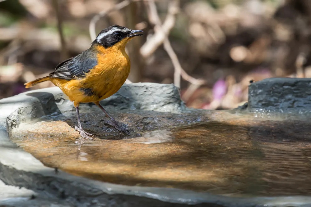 White-browed Robin-Chat