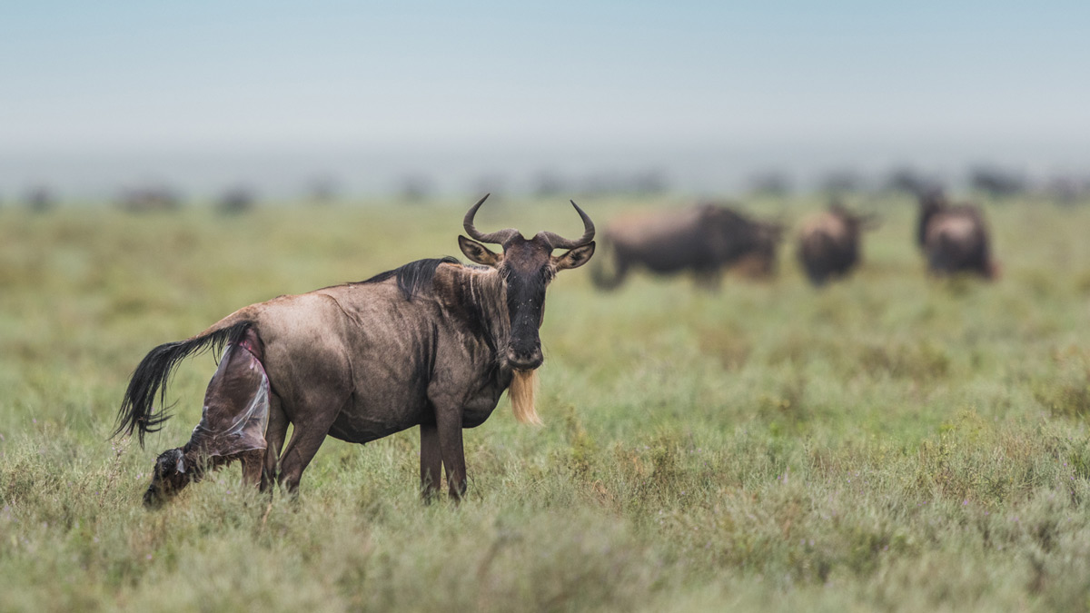 Wildebeest-birthing