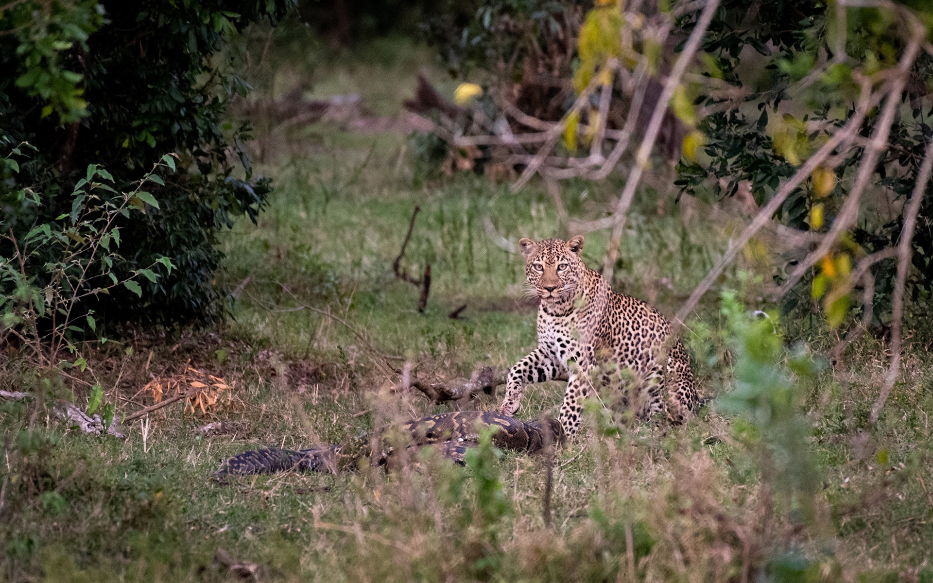 The Great Leopard and Python Battle