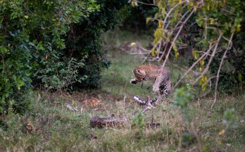 One of the sitings of the year - a leopard attacking a python