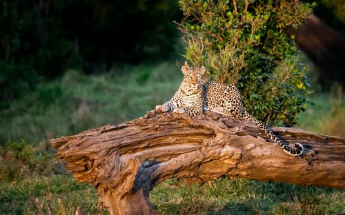 The leopard emerges victorious and recovers on a tree stump