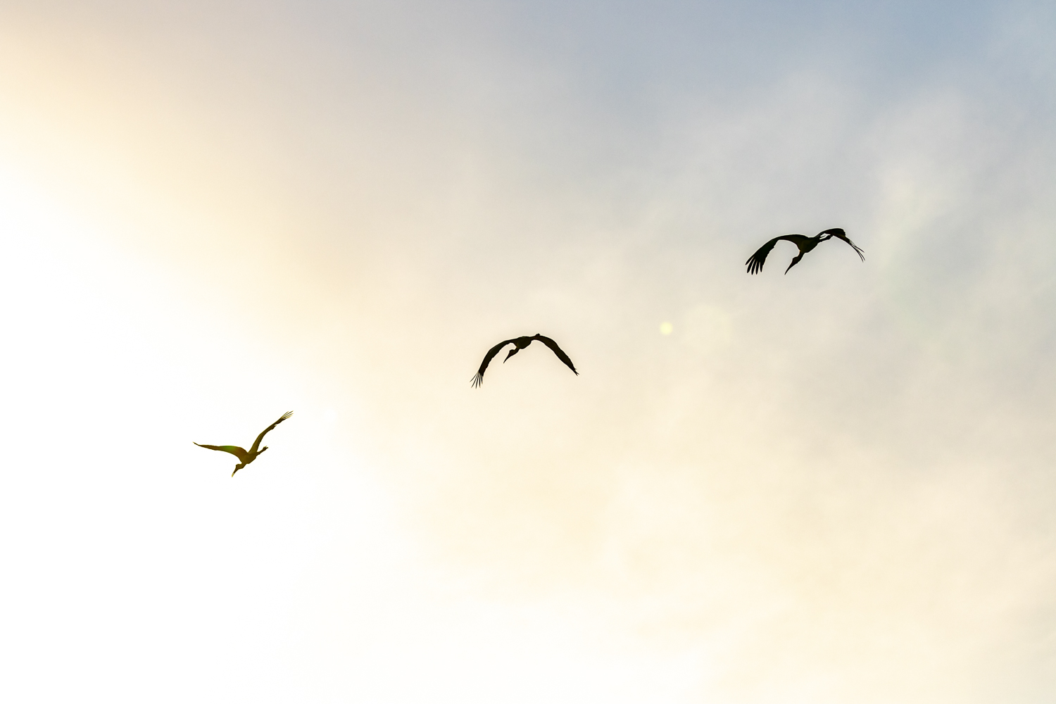 YELLOW BILLED STORKS SILHOUETTE