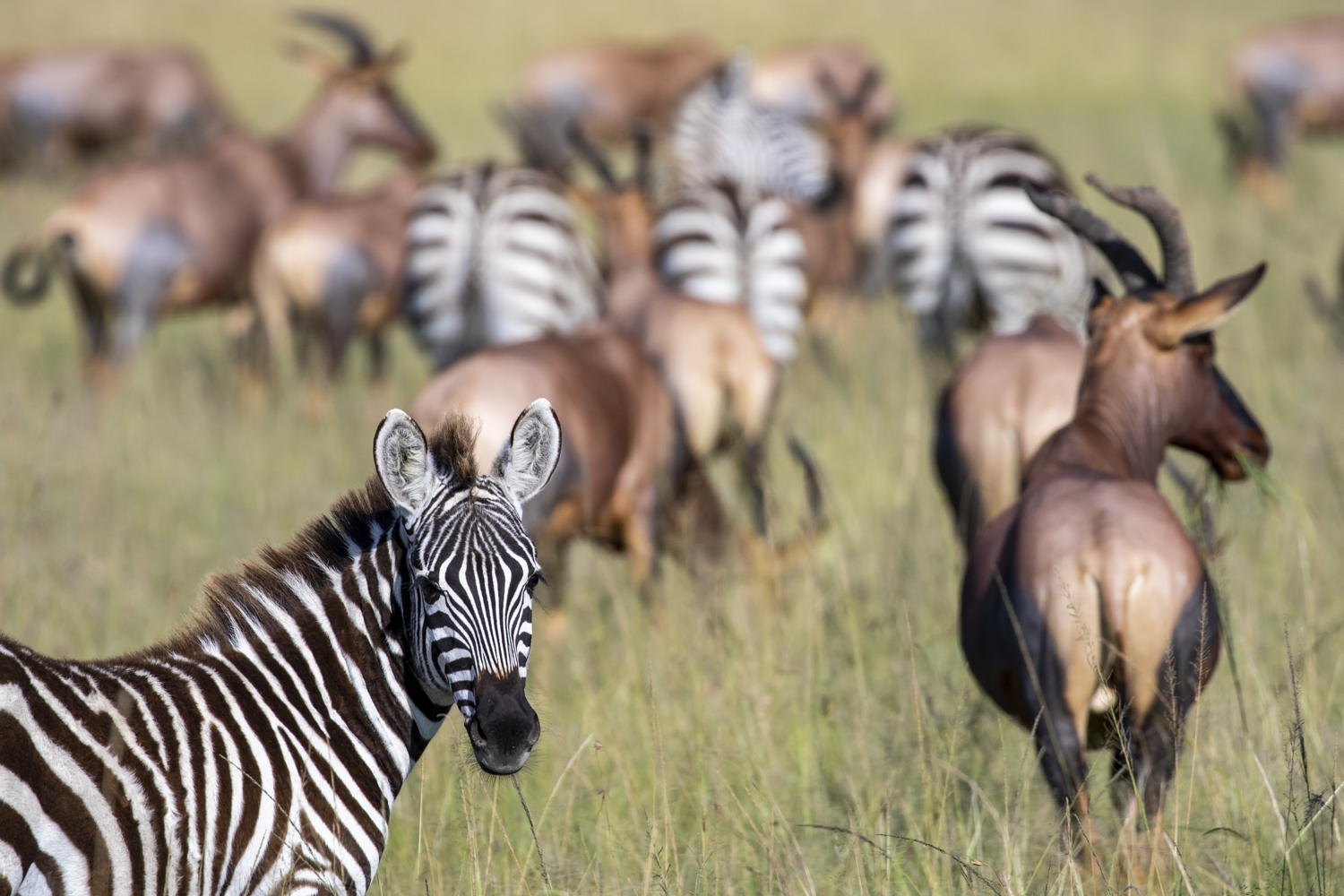 ZEBRA & TOPI