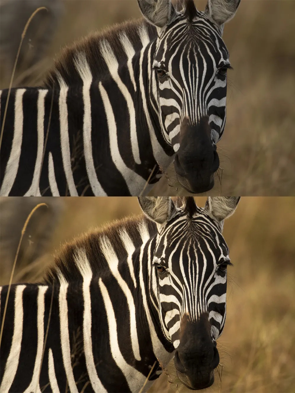 Zebra Face